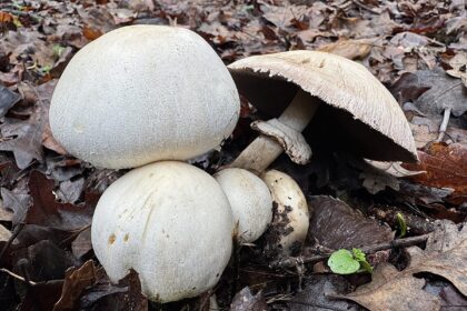 Výlety za poznáním: Flora, Fauna a Houbová Expedice v Jacksonově demonstračním státním lese