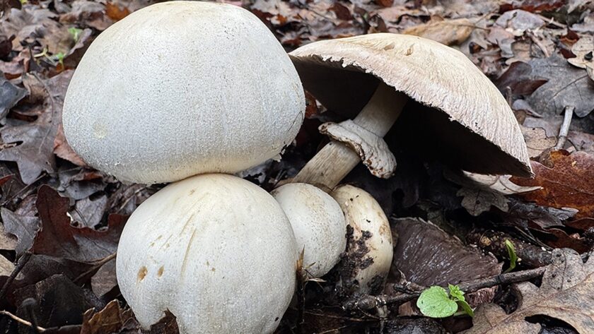 Výlety za poznáním: Flora, Fauna a Houbová Expedice v Jacksonově demonstračním státním lese