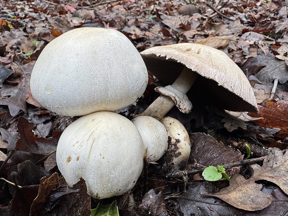 Výlety za poznáním: Flora, Fauna a Houbová Expedice v Jacksonově demonstračním státním lese