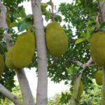 Význam jackfruitu: Výživové a léčebné vlastnosti