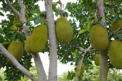 Význam jackfruitu: Výživové a léčebné vlastnosti
