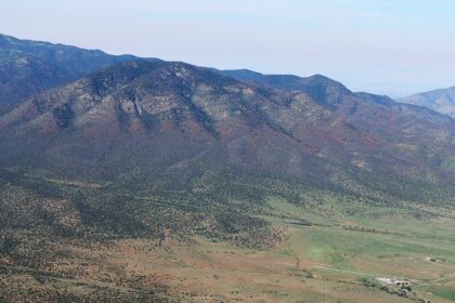 Životní prostředí: Úmrtí stromů způsobené kůrovcem se více než zdvojnásobilo po druhý rok v řadě